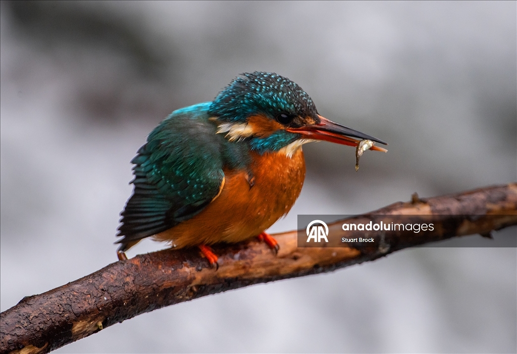 İngiltere'deki Dour Nehri'nde yalıçapkını beslenirken görüntülendi 