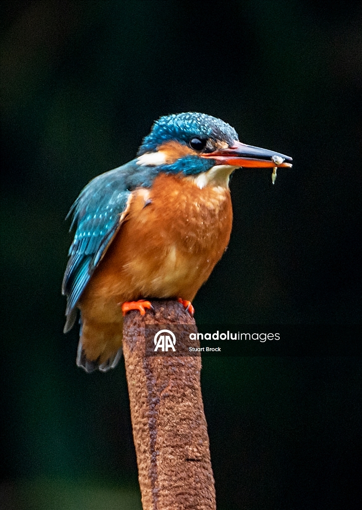 İngiltere'deki Dour Nehri'nde yalıçapkını beslenirken görüntülendi 