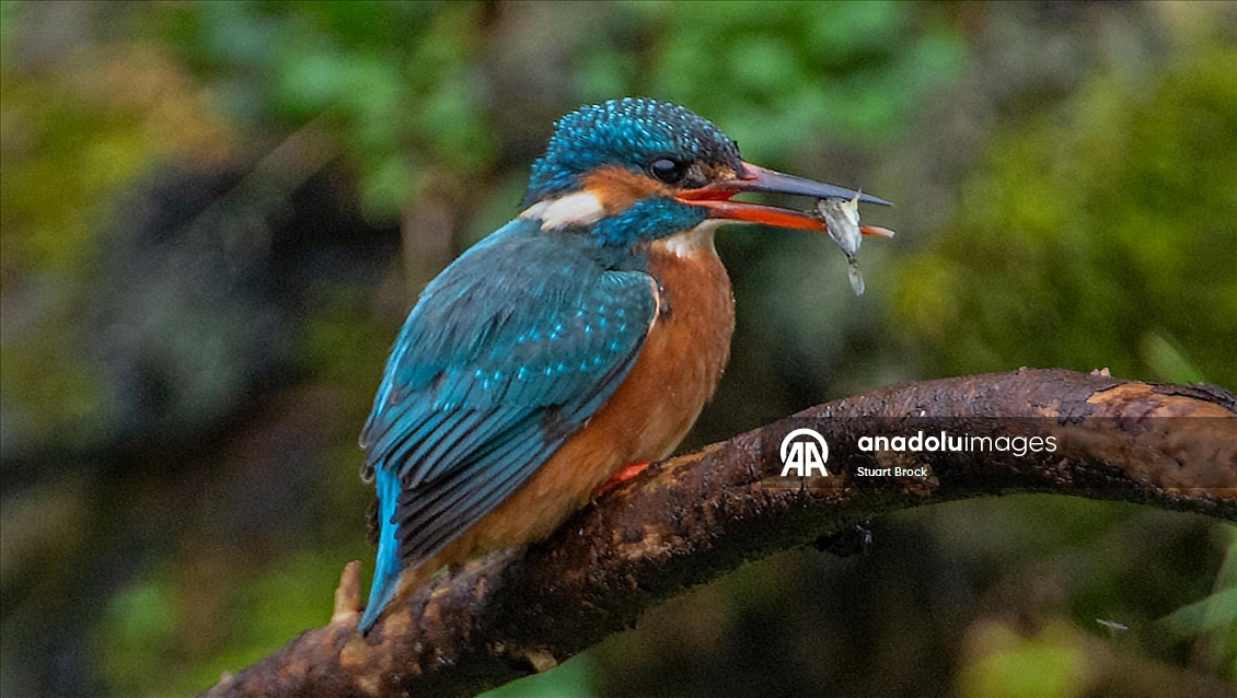 İngiltere'deki Dour Nehri'nde yalıçapkını beslenirken görüntülendi 