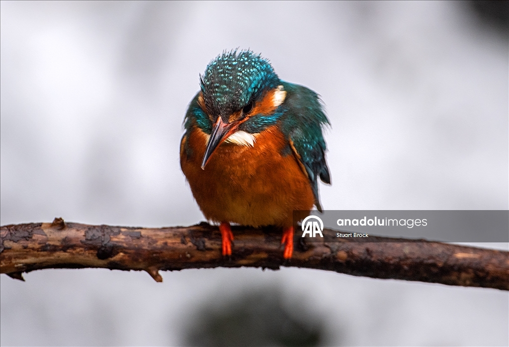 İngiltere'deki Dour Nehri'nde yalıçapkını beslenirken görüntülendi 