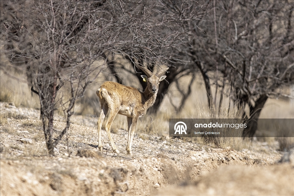 "Xezalên Anatoliyayê" li Konyayê di jîngeha xwe ya siruştî da hatin dîtin