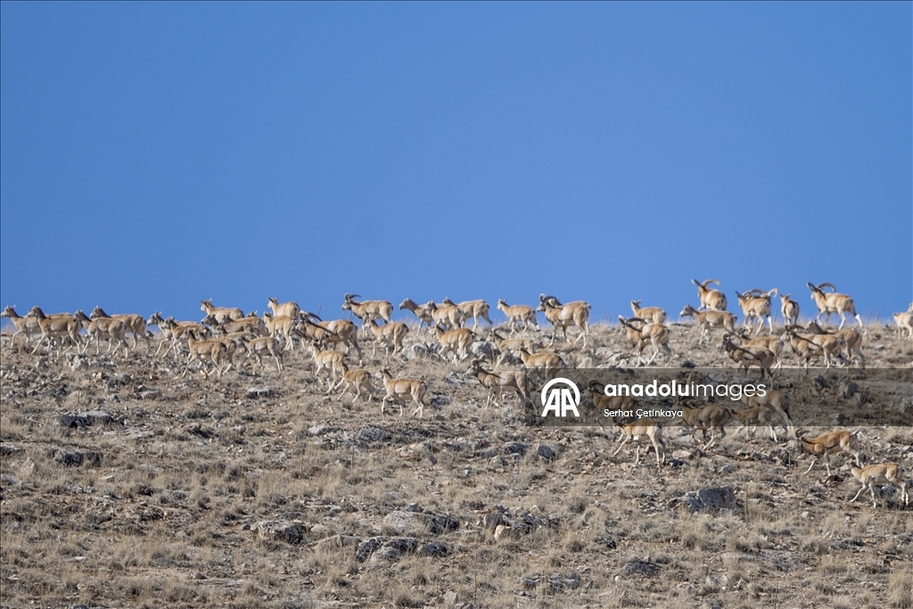 "Xezalên Anatoliyayê" li Konyayê di jîngeha xwe ya siruştî da hatin dîtin