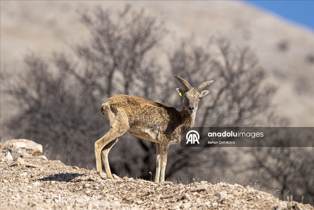 "Xezalên Anatoliyayê" li Konyayê di jîngeha xwe ya siruştî da hatin dîtin