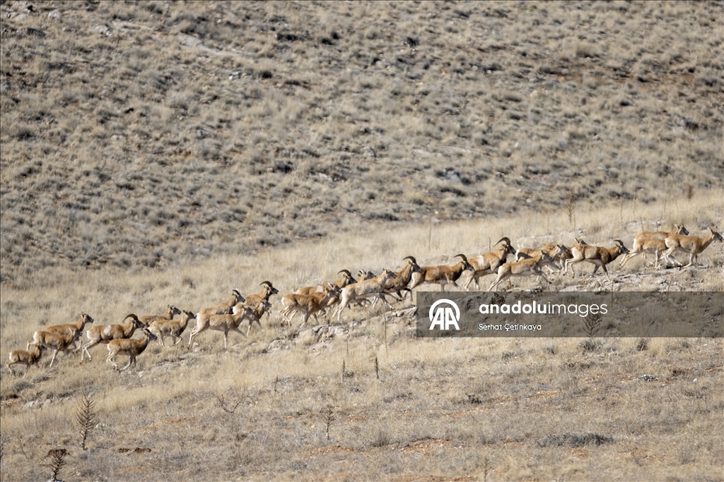 "Xezalên Anatoliyayê" li Konyayê di jîngeha xwe ya siruştî da hatin dîtin