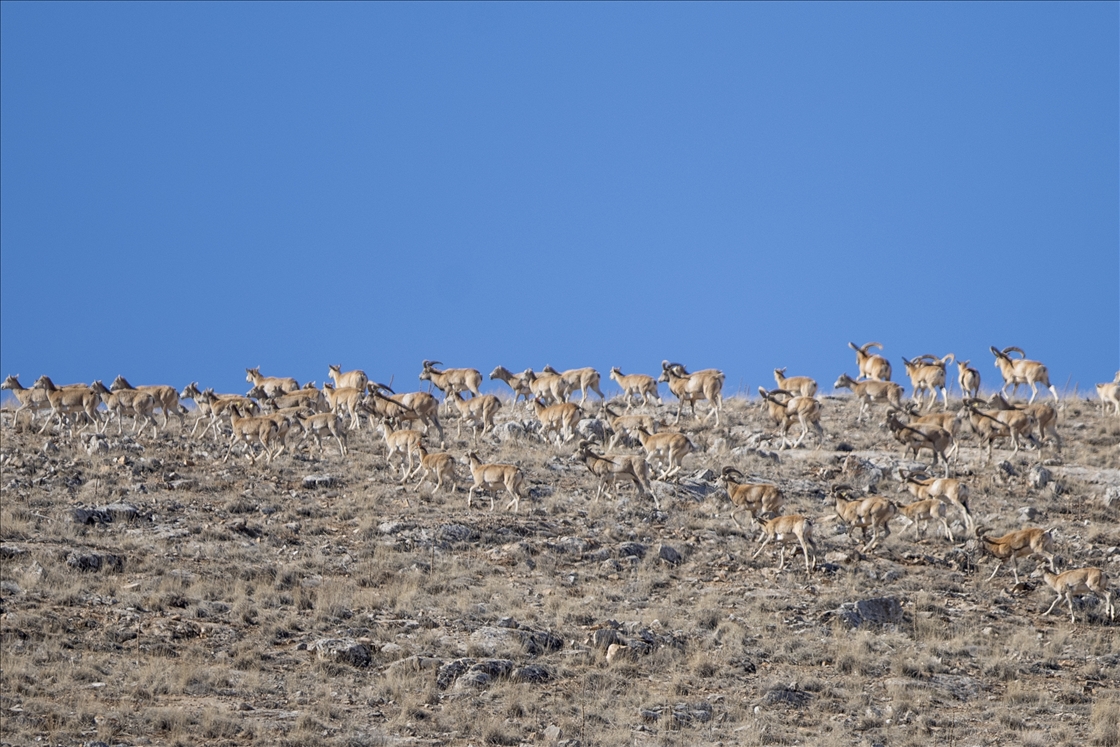 "Xezalên Anatoliyayê" li Konyayê di jîngeha xwe ya siruştî da hatin dîtin