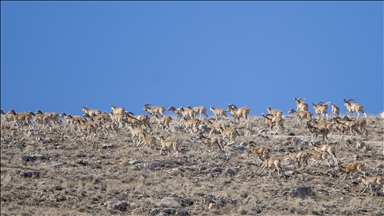 'Anadolu cerenleri' Konya'daki doğal yaşam alanlarında görüntülendi