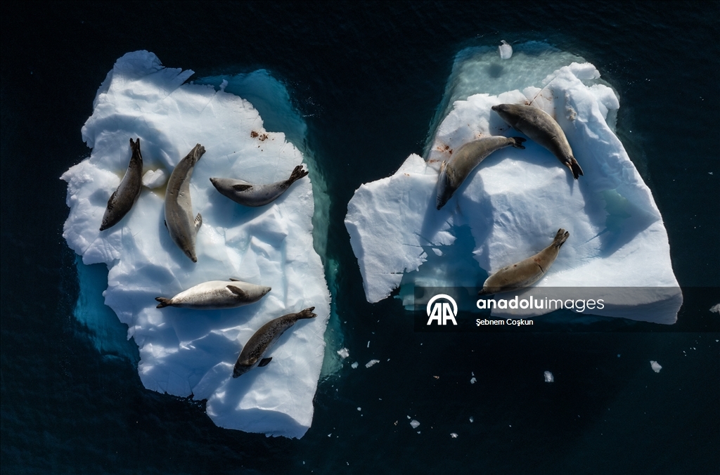 فريق الرحلة العلمية التركية العاشرة يصل القارة القطبية الجنوبية