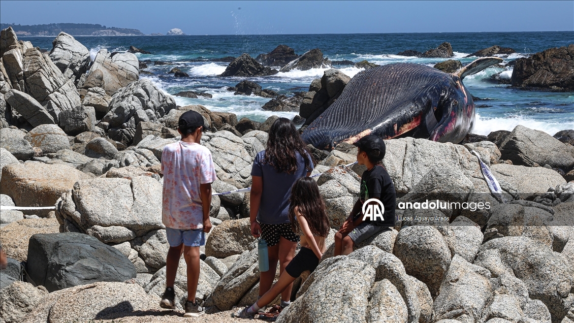 Şili'nin Algarrobo sahilinde kıyıya vurmuş Kuzey Balinası bulundu