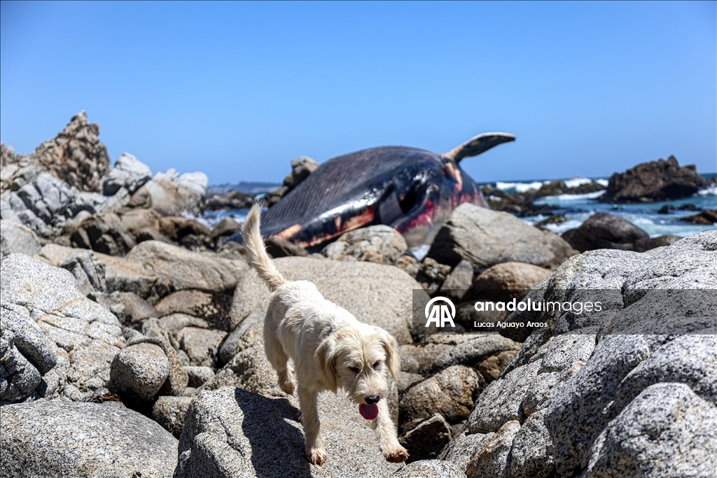Şili'nin Algarrobo sahilinde kıyıya vurmuş Kuzey Balinası bulundu