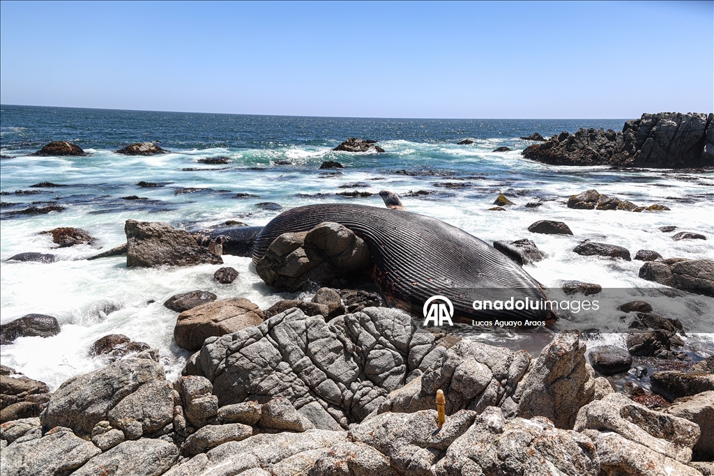 Şili'nin Algarrobo sahilinde kıyıya vurmuş Kuzey Balinası bulundu