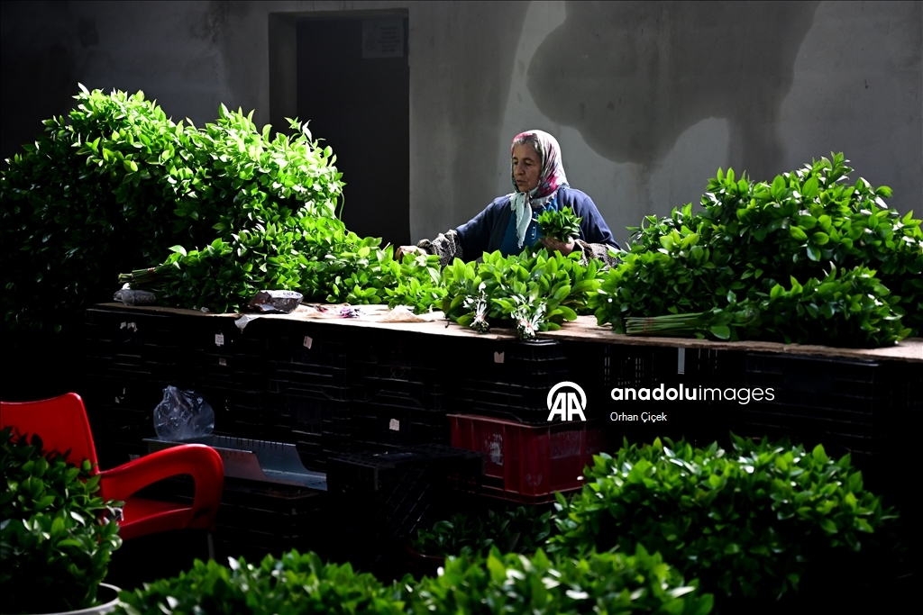 في فترة "عيد الحب".. قطاع الزهور التركي ينشد صادرات بـ10 ملايين دولار
