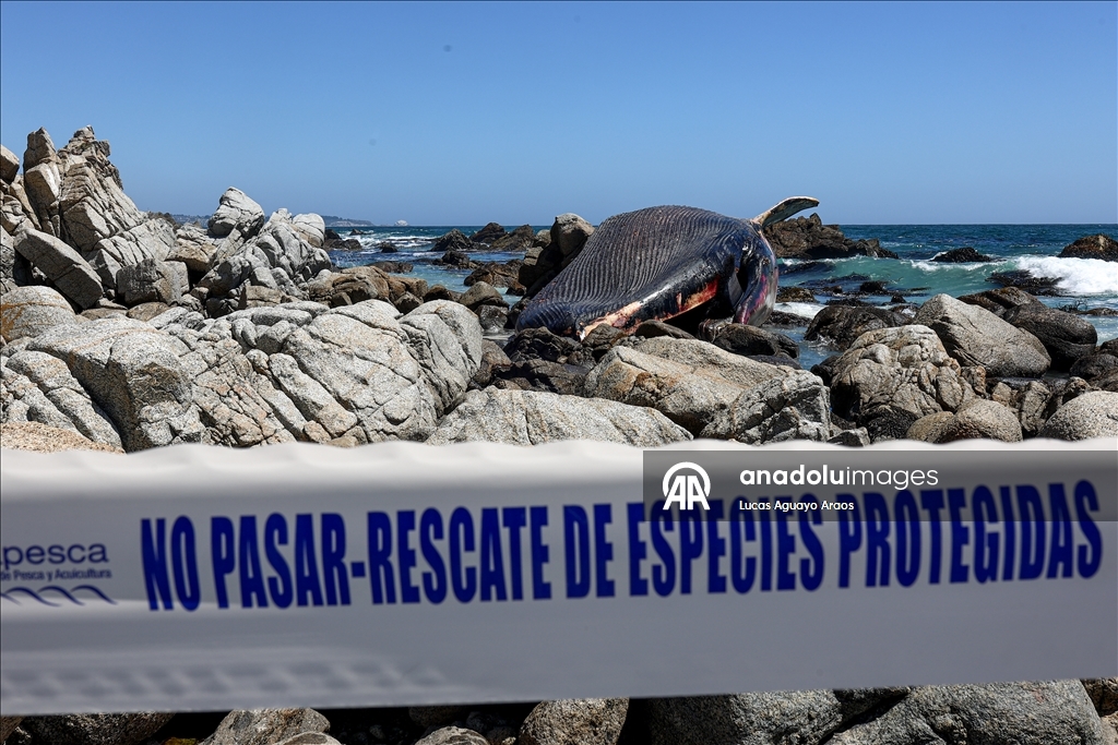 Şili'nin Algarrobo sahilinde kıyıya vurmuş Kuzey Balinası bulundu