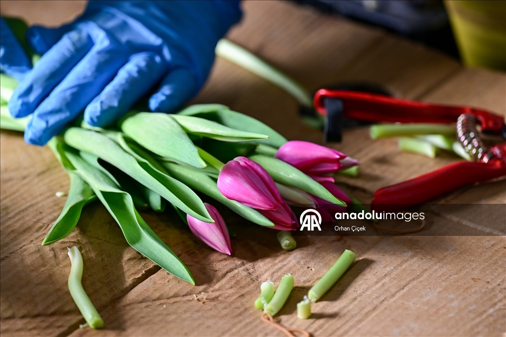 في فترة "عيد الحب".. قطاع الزهور التركي ينشد صادرات بـ10 ملايين دولار