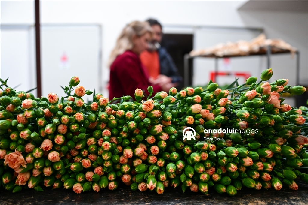 في فترة "عيد الحب".. قطاع الزهور التركي ينشد صادرات بـ10 ملايين دولار