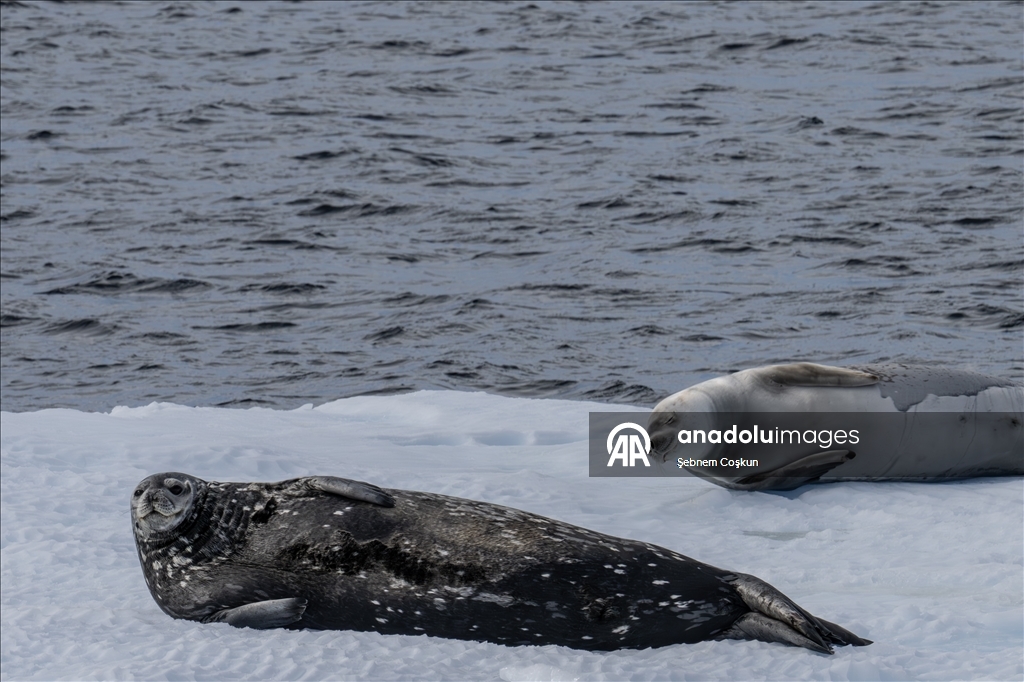 فريق الرحلة العلمية التركية العاشرة يصل القارة القطبية الجنوبية