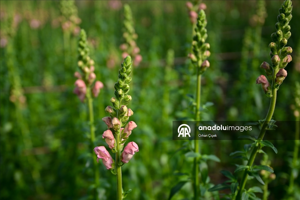 في فترة "عيد الحب".. قطاع الزهور التركي ينشد صادرات بـ10 ملايين دولار