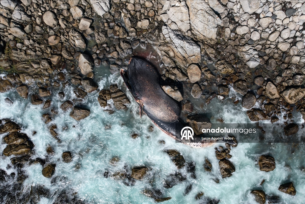 Şili'nin Algarrobo sahilinde kıyıya vurmuş Kuzey Balinası bulundu