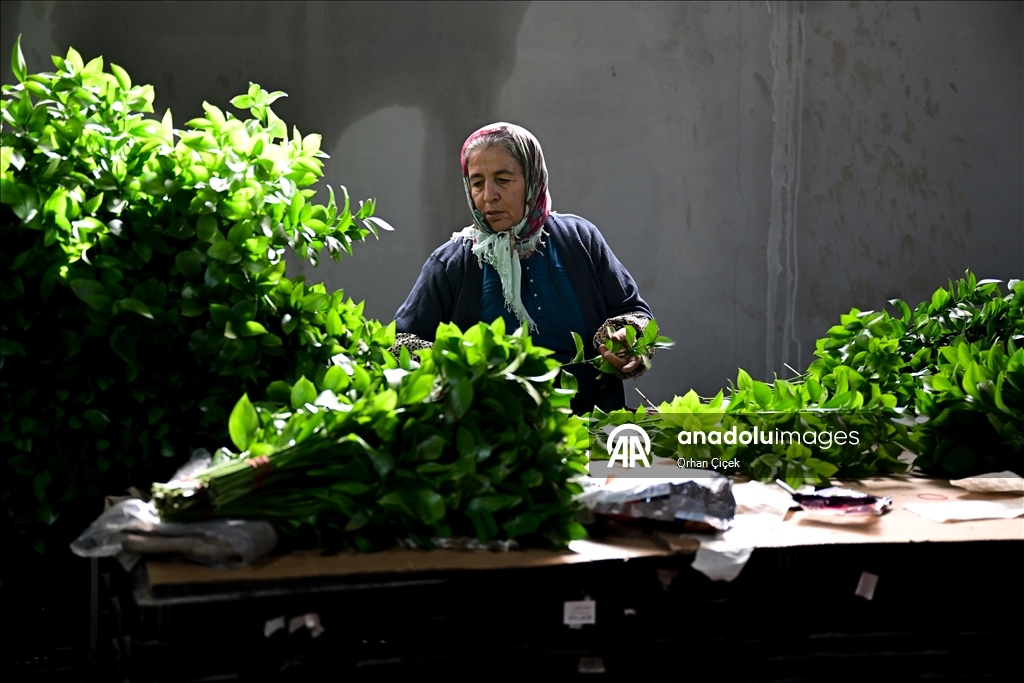 في فترة "عيد الحب".. قطاع الزهور التركي ينشد صادرات بـ10 ملايين دولار