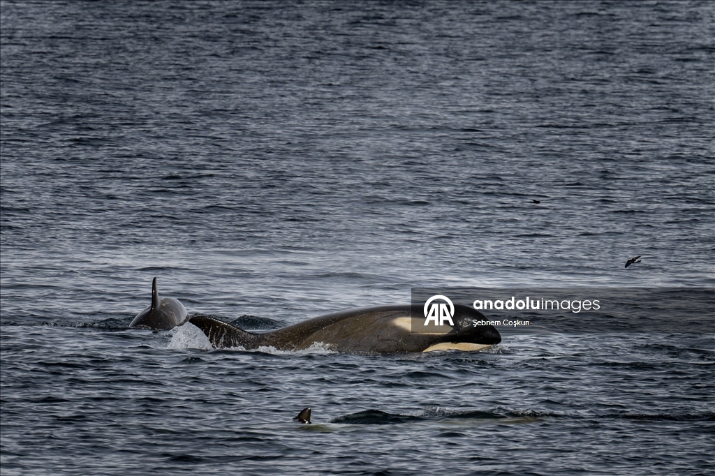 فريق الرحلة العلمية التركية العاشرة يصل القارة القطبية الجنوبية