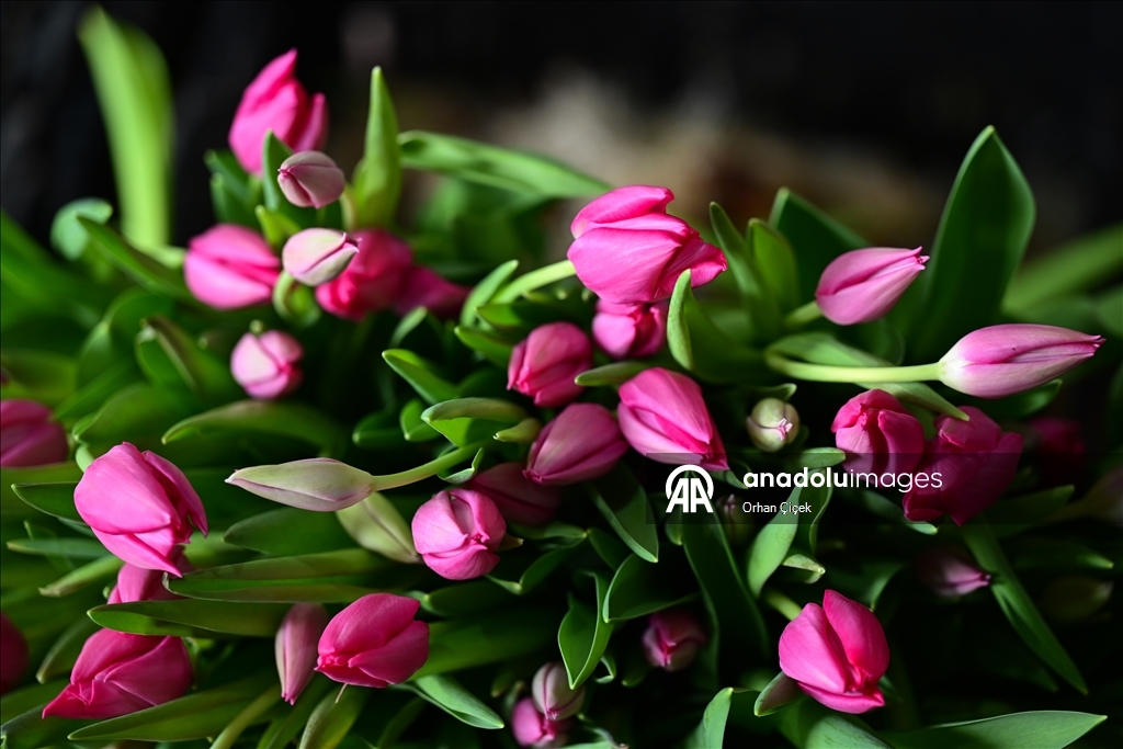 في فترة "عيد الحب".. قطاع الزهور التركي ينشد صادرات بـ10 ملايين دولار