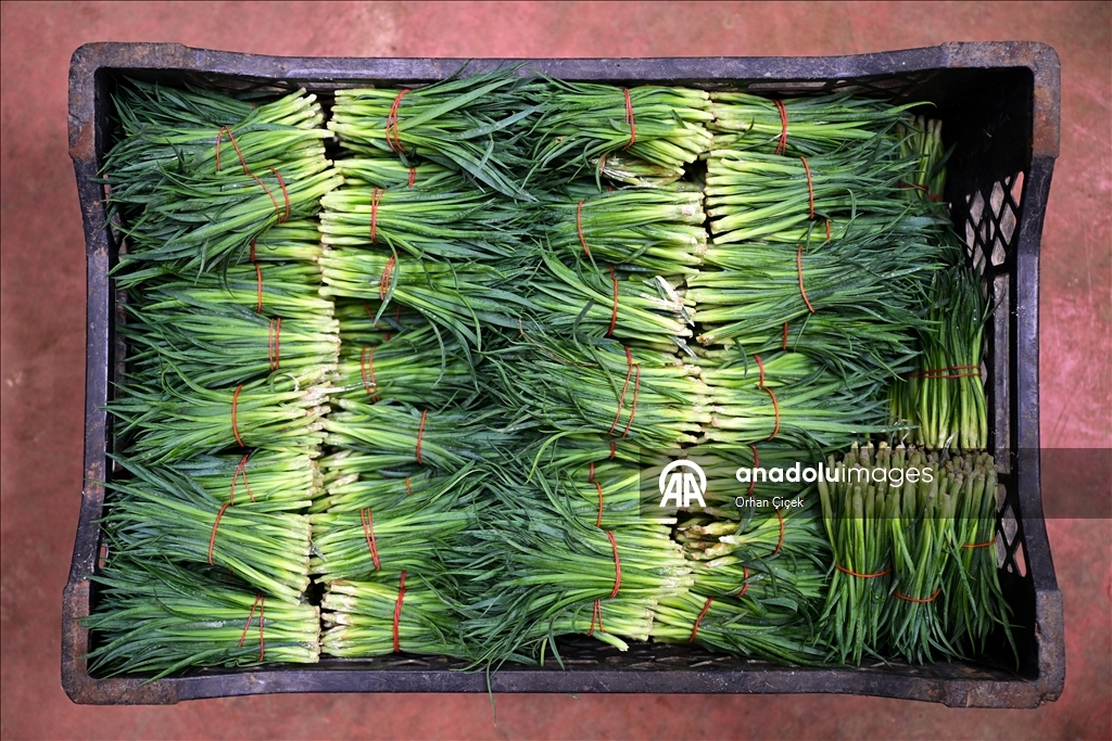 في فترة "عيد الحب".. قطاع الزهور التركي ينشد صادرات بـ10 ملايين دولار