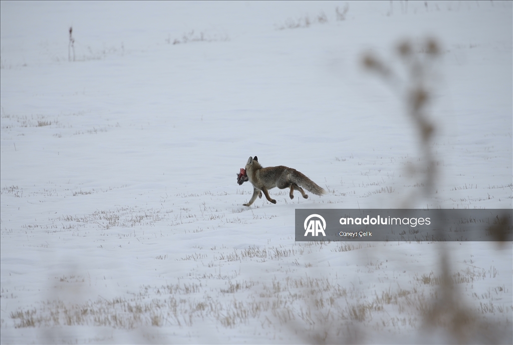 Kars'ta karlı arazide tilki avlanırken görüntülendi