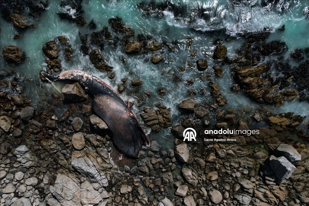 Şili'nin Algarrobo sahilinde kıyıya vurmuş Kuzey Balinası bulundu