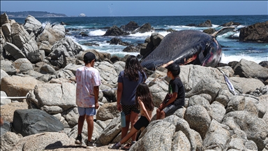 Şili'nin Algarrobo sahilinde kıyıya vurmuş Kuzey Balinası bulundu