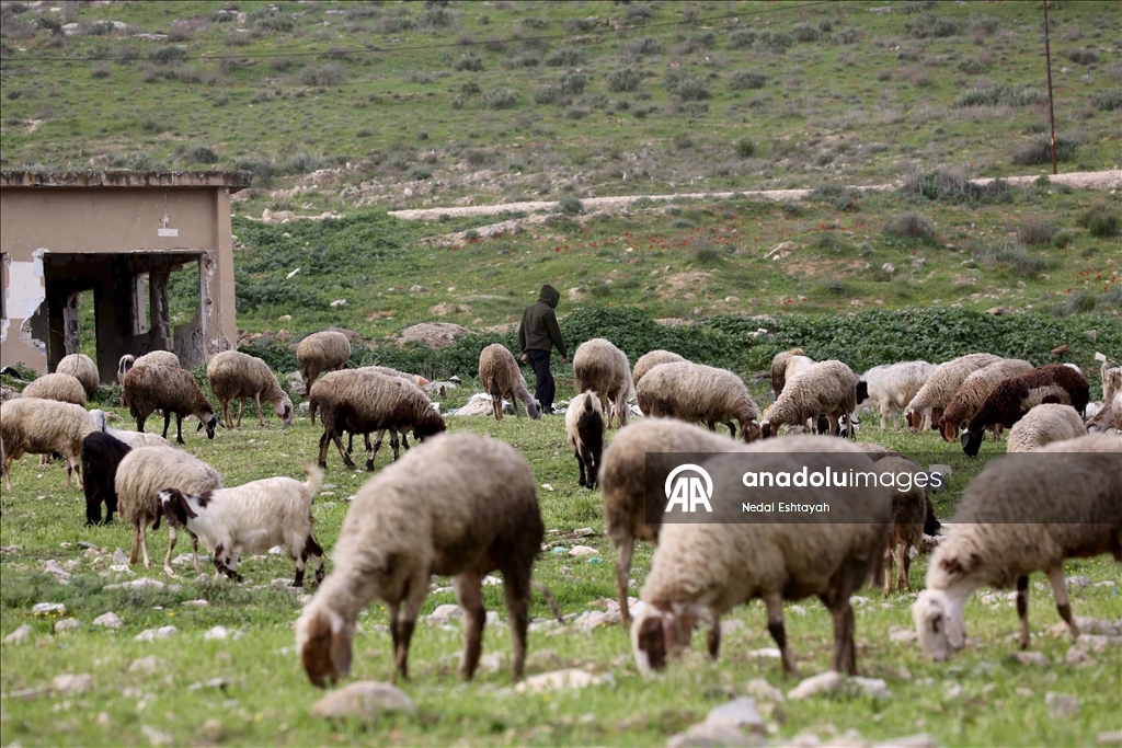 İsrail ordusu, Arrabe’nin doğusunda Filistinli çobanları tahliyeye zorladı