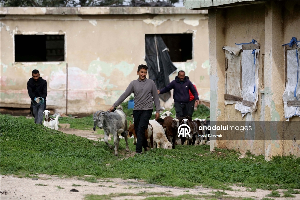 İsrail ordusu, Arrabe’nin doğusunda Filistinli çobanları tahliyeye zorladı