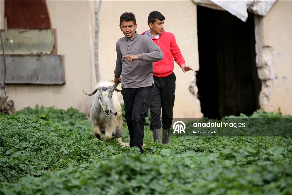 İsrail ordusu, Arrabe’nin doğusunda Filistinli çobanları tahliyeye zorladı