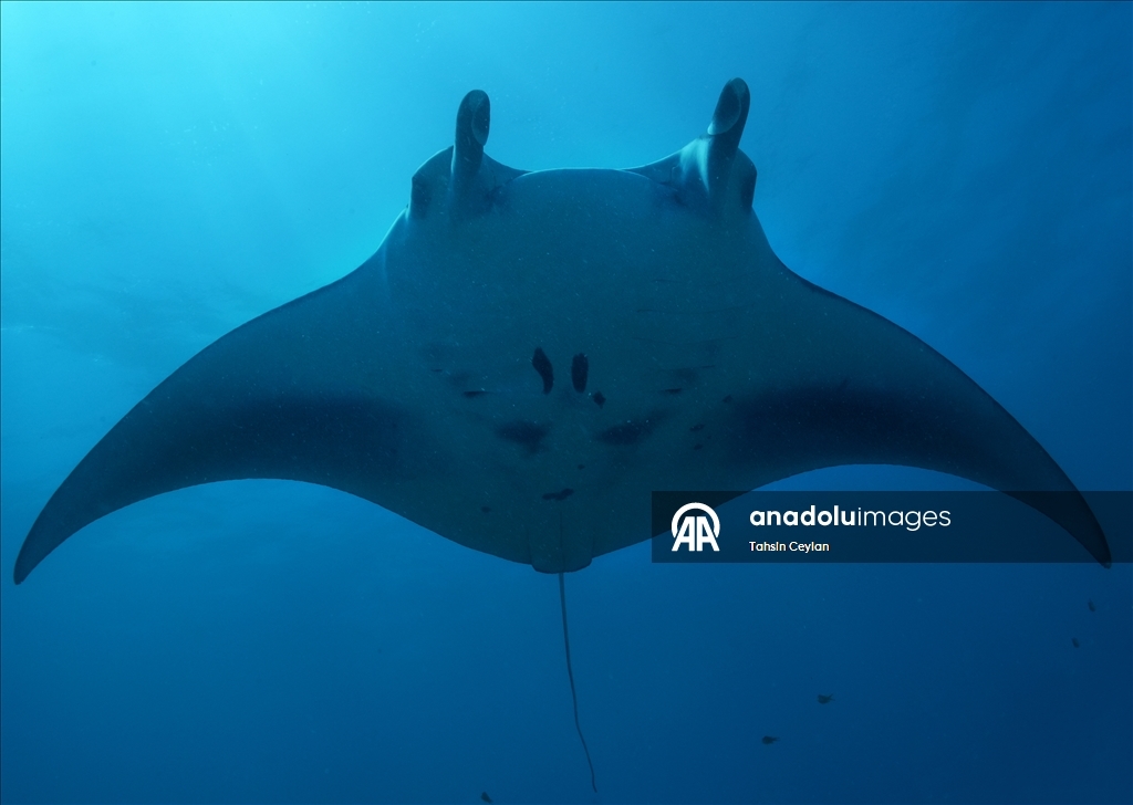 Farklı türlerdeki çok sayıda vatoz Maldivler'in su altı yaşamına renk katıyor