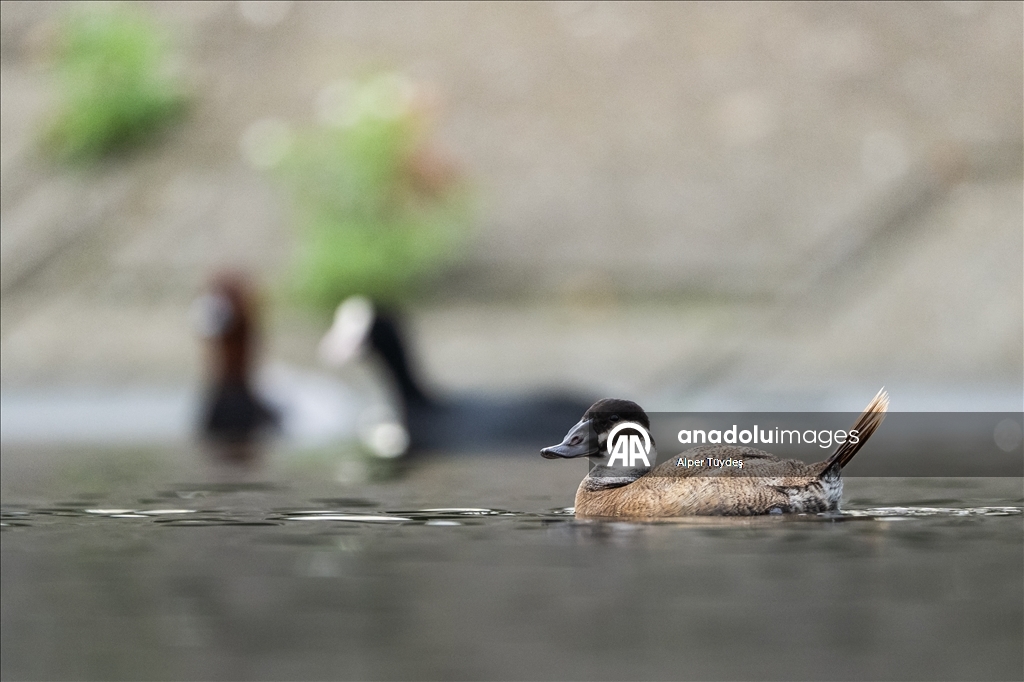 Nesli tehlike altındaki dikkuyruk ördekleri Kocaeli’de görüntülendi