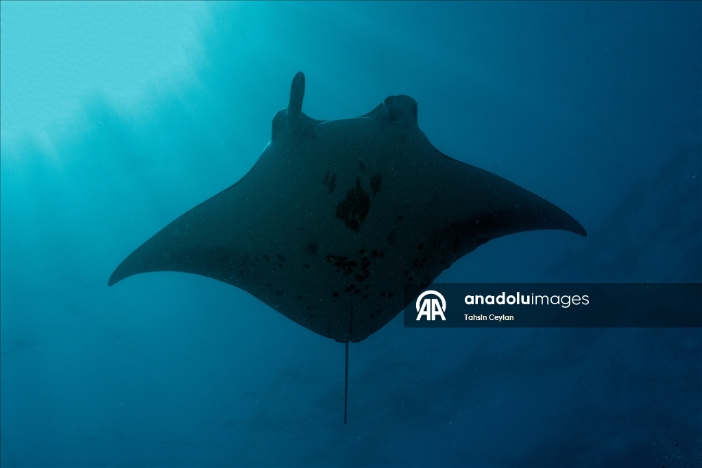 Farklı türlerdeki çok sayıda vatoz Maldivler'in su altı yaşamına renk katıyor