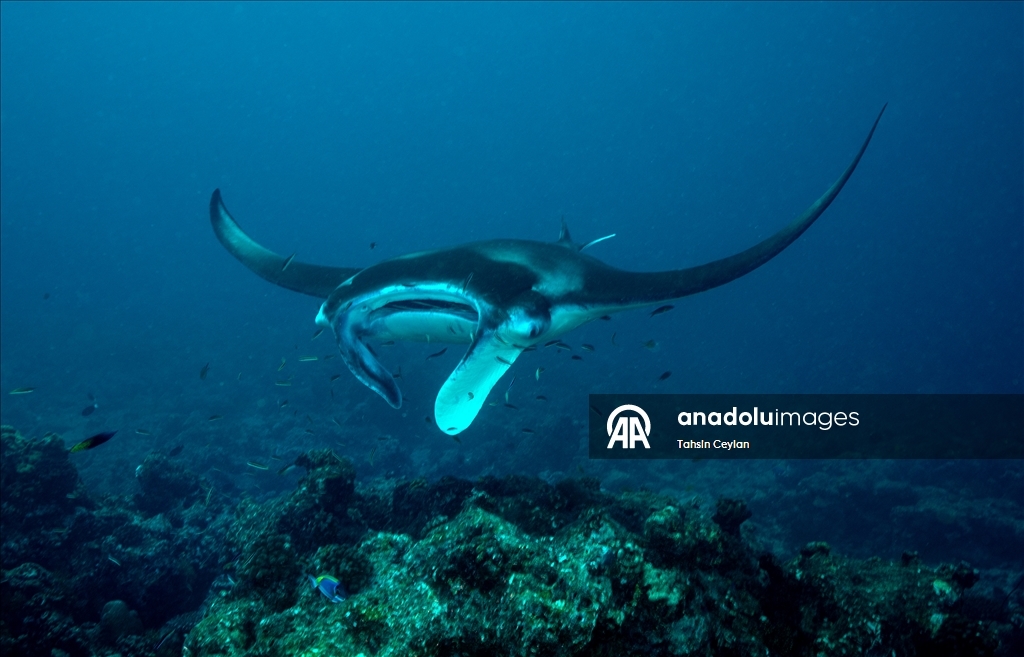 Farklı türlerdeki çok sayıda vatoz Maldivler'in su altı yaşamına renk katıyor