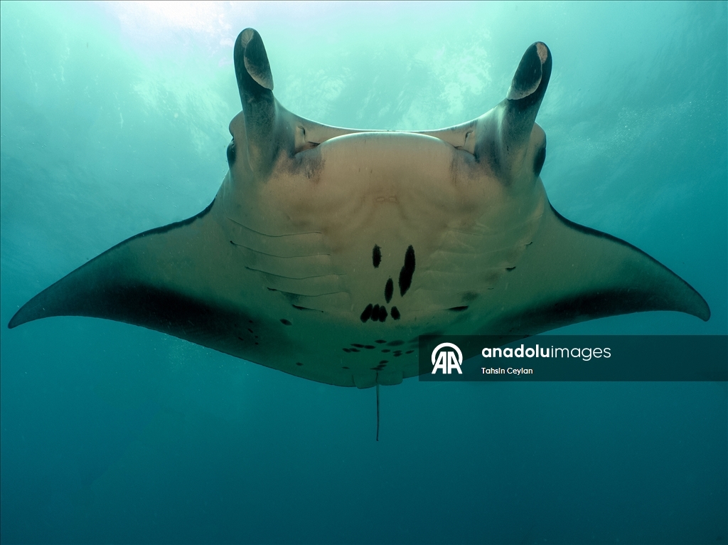 Farklı türlerdeki çok sayıda vatoz Maldivler'in su altı yaşamına renk katıyor