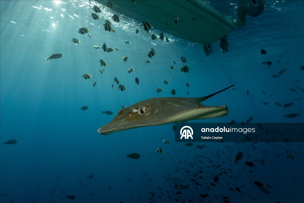 Farklı türlerdeki çok sayıda vatoz Maldivler'in su altı yaşamına renk katıyor