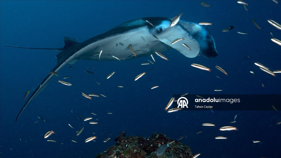 Farklı türlerdeki çok sayıda vatoz Maldivler'in su altı yaşamına renk katıyor