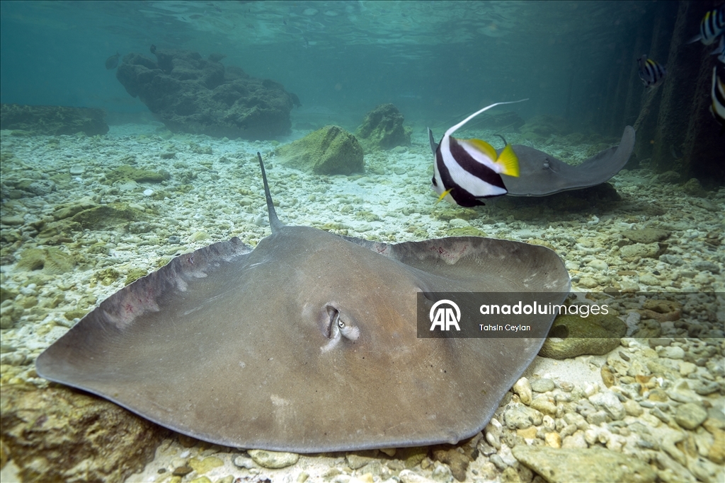 Farklı türlerdeki çok sayıda vatoz Maldivler'in su altı yaşamına renk katıyor