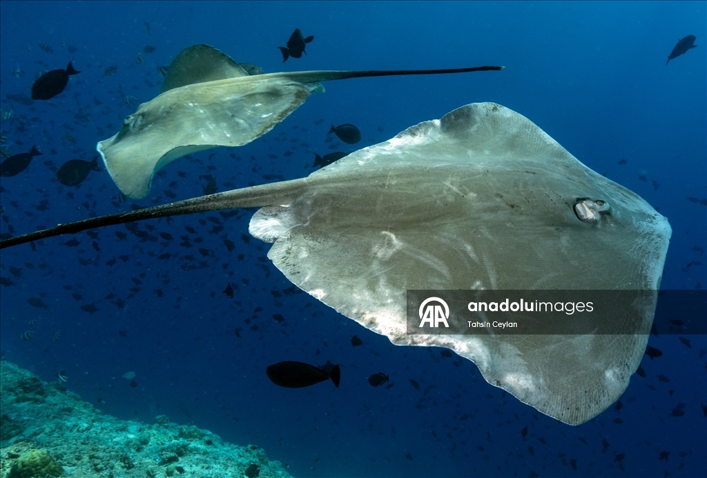 Farklı türlerdeki çok sayıda vatoz Maldivler'in su altı yaşamına renk katıyor