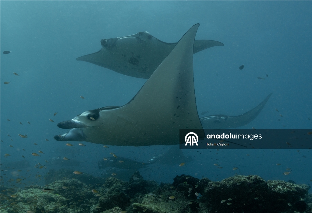 Farklı türlerdeki çok sayıda vatoz Maldivler'in su altı yaşamına renk katıyor
