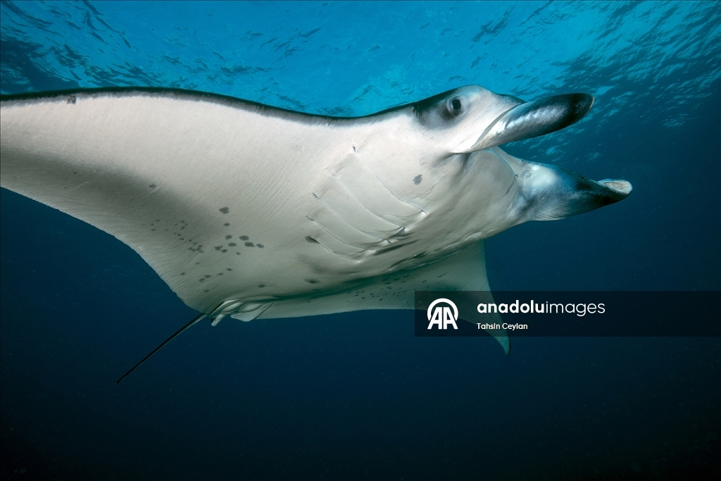 Farklı türlerdeki çok sayıda vatoz Maldivler'in su altı yaşamına renk katıyor