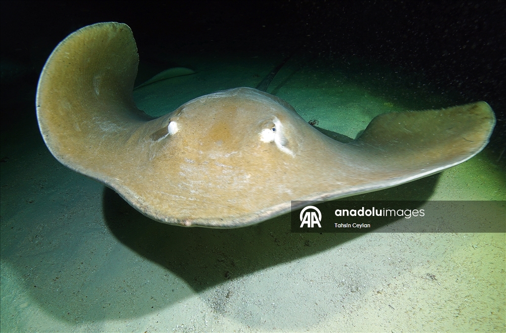 Farklı türlerdeki çok sayıda vatoz Maldivler'in su altı yaşamına renk katıyor