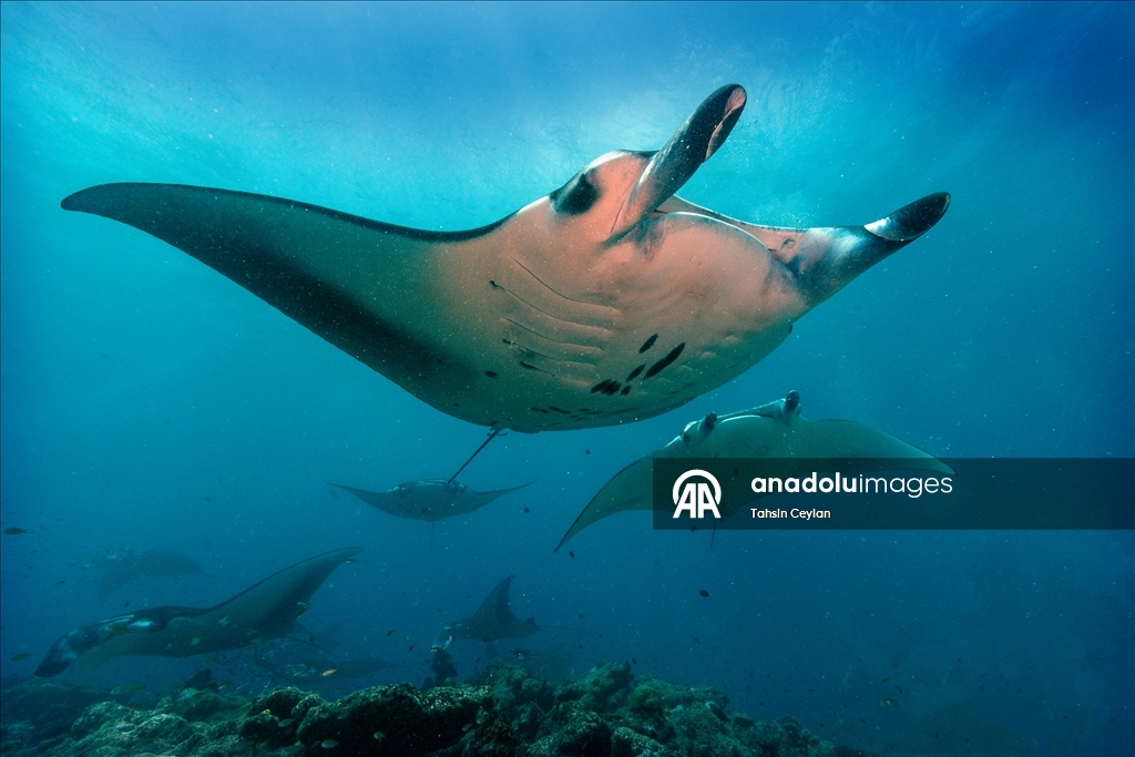 Farklı türlerdeki çok sayıda vatoz Maldivler'in su altı yaşamına renk katıyor