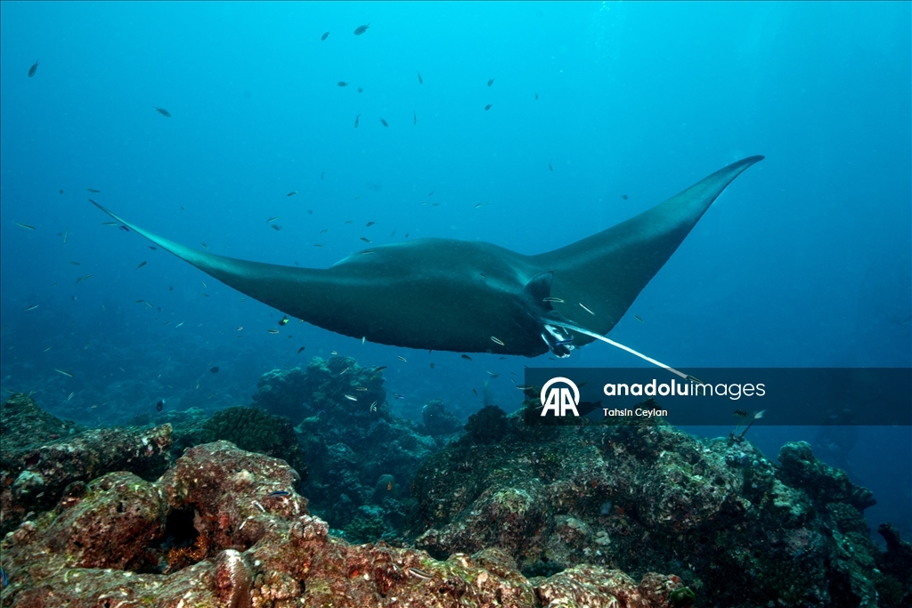 Farklı türlerdeki çok sayıda vatoz Maldivler'in su altı yaşamına renk katıyor