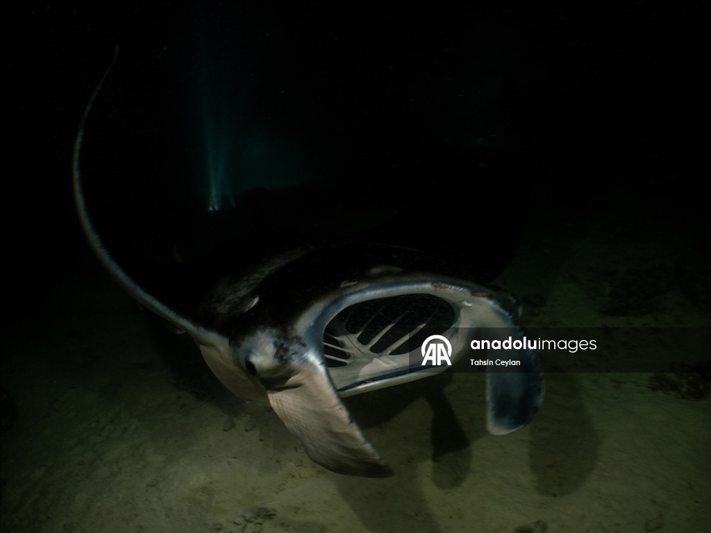 Farklı türlerdeki çok sayıda vatoz Maldivler'in su altı yaşamına renk katıyor