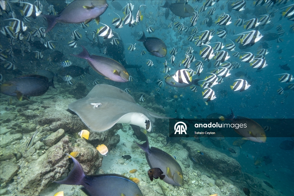 Farklı türlerdeki çok sayıda vatoz Maldivler'in su altı yaşamına renk katıyor
