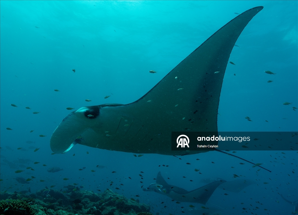 Farklı türlerdeki çok sayıda vatoz Maldivler'in su altı yaşamına renk katıyor