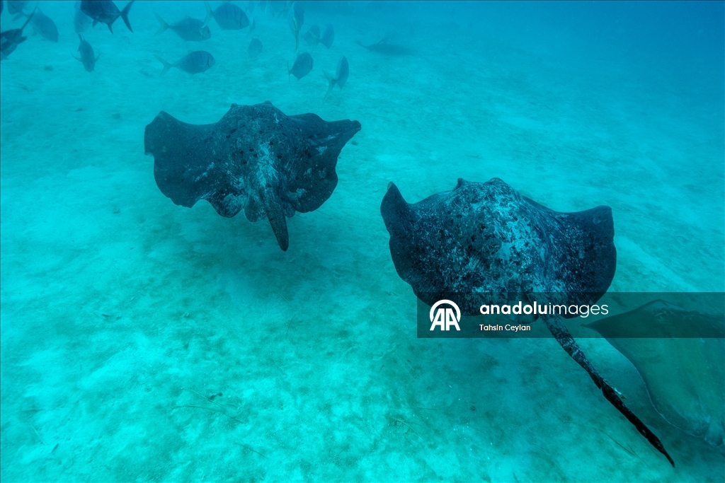 Farklı türlerdeki çok sayıda vatoz Maldivler'in su altı yaşamına renk katıyor