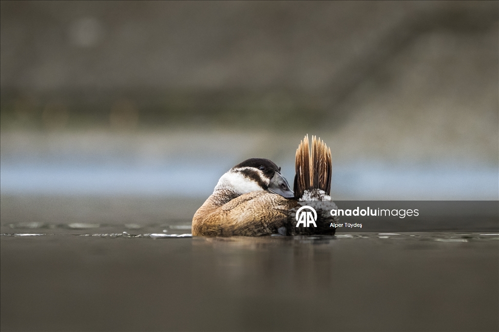 Nesli tehlike altındaki dikkuyruk ördekleri Kocaeli’de görüntülendi